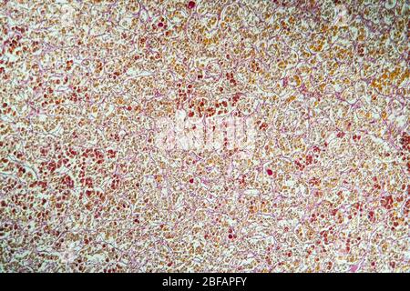 Ghiandola pituitaria nella sezione tissutale al microscopio 100x Foto Stock