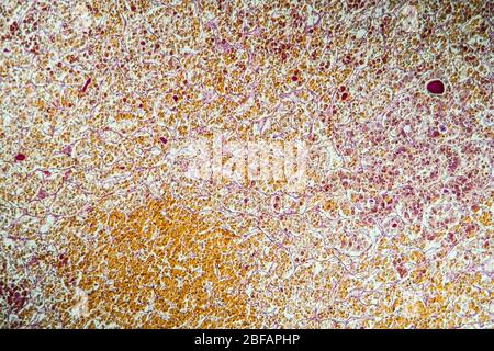 Ghiandola pituitaria nella sezione tissutale al microscopio 100x Foto Stock