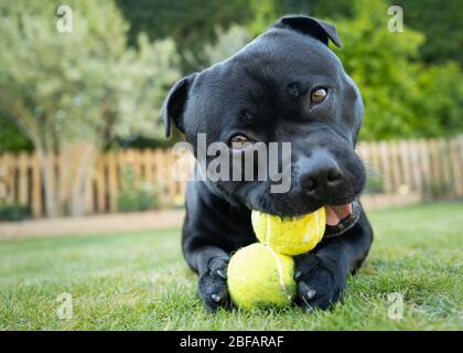 Cute Staffordshie cane Toro Terrier giacente su erba masticare le sfere di tennis di rimorchio guardando striaght alla macchina fotografica, con la sua testa slighlty ha nascosto su un lato. Foto Stock