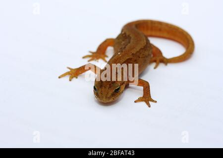 Il nuovo (Triturus) appartiene alla classe degli anfibi der Molch (Triturus) gehört zur Klasse der Amphibien Foto Stock