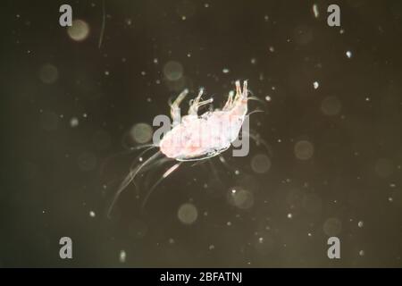 Per la raccolta di acari sotto il microscopio 100x Foto Stock