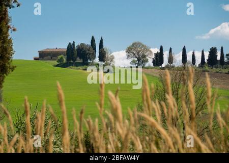 Landschaft um San Giovanni dAsso, Toskana, Italien Foto Stock