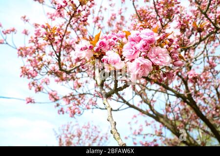 Primo piano della fioritura dei ciliegi (Sakura) su un albero di ciliegio giapponese (Prunus serrulata). Nella cultura giapponese, la fioritura primaverile è celebrata come Hanami. Foto Stock