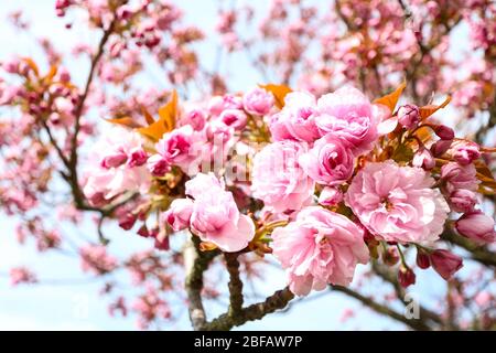 Primo piano della fioritura dei ciliegi (Sakura) su un albero di ciliegio giapponese (Prunus serrulata). Nella cultura giapponese, la fioritura primaverile è celebrata come Hanami. Foto Stock
