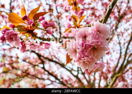 Primo piano della fioritura dei ciliegi (Sakura) su un albero di ciliegio giapponese (Prunus serrulata). Nella cultura giapponese, la fioritura primaverile è celebrata come Hanami. Foto Stock