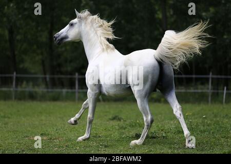 Cavallo andaluso grigio-rosso purissimo con lunghe mane che galleggianti attraverso il pascolo verde Foto Stock