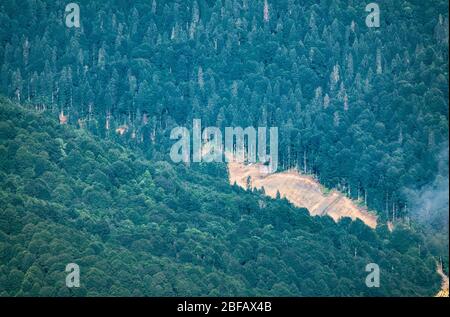 Densa foresta sulla collina. Il confine di foresta conifere e decidua. Strada sterrata al confine tra alberi di conifere e decidui. Foto Stock