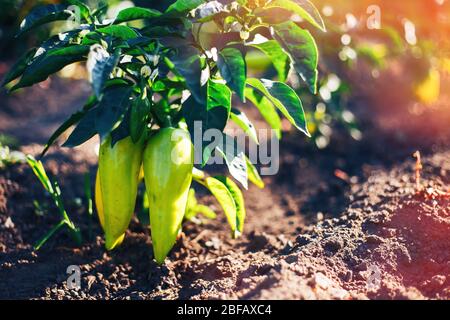 pepe verde paprika sul letto in giardino recingere sonlight estate tempo mangiare Foto Stock