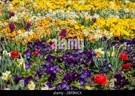 Letto di fiori primaverili molto colorato con narcisi, pansies, butterracotta e giacinti Foto Stock