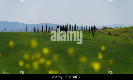 Landschaft um Montalcino, Toskana, Italien, Europe Foto Stock