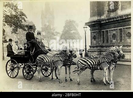 Lionel Walter Rothschild's zebra carrello come è apparsa sulle strade di Londra nel 1894 Foto Stock