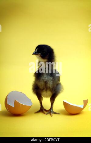 Appena arrivato….un pulcino nero si trova tra due metà di un guscio d'uovo rotto Foto Stock