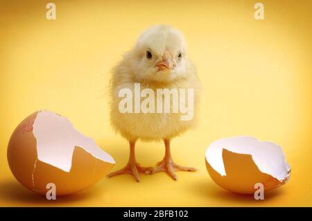 Appena arrivato….un pulcino giallo si trova tra due metà di un guscio d'uovo rotto Foto Stock