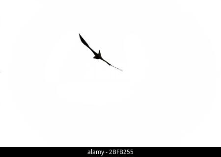 silhouette di aquila su sfondo bianco e piano. bella aquila volante. Foto Stock