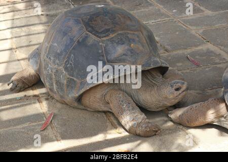 Tartaruga gigante marrone Big Galapgos Terra tartaruga sul pavimento Foto Stock