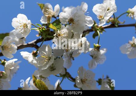 Luce del sole fiore ramo di albero di frutta e cielo azzurro chiaro sullo sfondo il giorno di sole. Pianta fiorita della famiglia delle rose Rosaceae, genere Prunus. Selvaggio Foto Stock