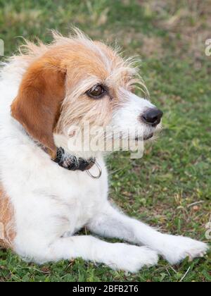 PET cane Pastore australiano sdraiato sull'erba nel giorno d'estate Foto Stock