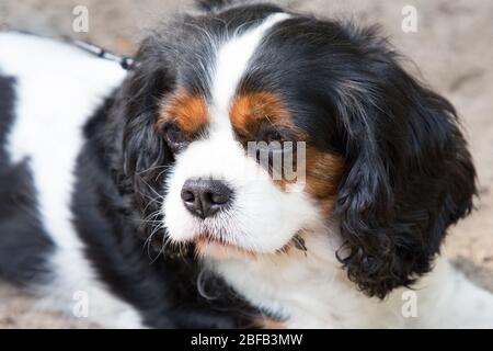 ritratto di carino cavaliere re carlo spaniel Foto Stock