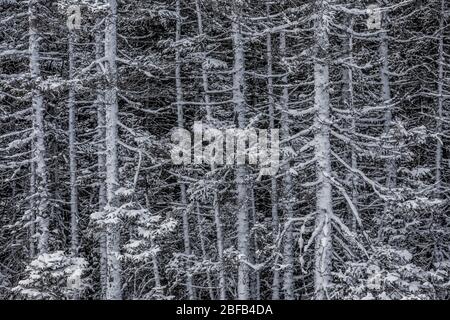 Conifere foresta all'interno di Terranova lungo Buchans Road, Terranova, Canada Foto Stock