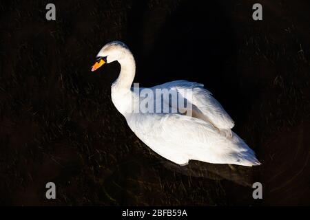 Mute Swan remare lungo il lungomare di Steveston in prima luce Foto Stock