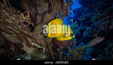 Pesce farfalla mascherato (Chaetodon semilarvatus) nel Mar Rosso meridionale, Egitto Foto Stock