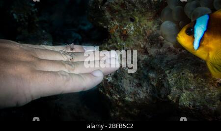 Gamberetti più puliti a mano di un subacqueo guardato da un pesce anemone nel Mar Rosso, Egitto Foto Stock