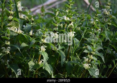 Un paio di Deadnettle bianco fiorente Foto Stock