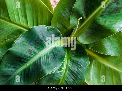 Primo piano su foglie di una pianta di banane di Cavendish nana (nana di musa) che formano una rosetta attraente. Bellissimo esotico dettaglio di piante domestiche. Foto Stock