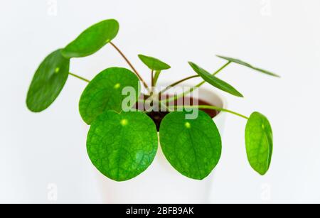 Primo piano sulla bella pianta monetaria cinese (pilea peperomioides) su sfondo bianco. Attraente e moderno dettaglio di piante casalinghe sullo sfondo bianco. Foto Stock