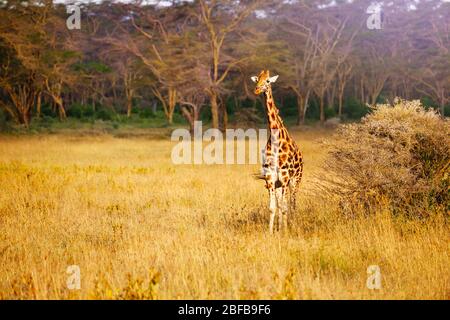 Vista frontale della giraffa per adulti nella savana del Kenya del parco Amboseli Foto Stock