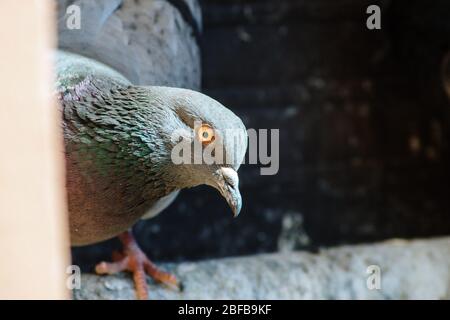 Primo piano Pigeon Foto Stock