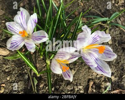 Crocus vernus, tommasinianus per sfondo primaverile. Primavera viola o viola fiori per Pasqua o Madre giorno carta Royalty Free Stock image Foto Stock