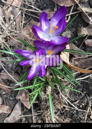 Crocus vernus, tommasinianus per sfondo primaverile. Primavera viola o viola fiori per Pasqua o Madre giorno carta Royalty Free Stock image Foto Stock