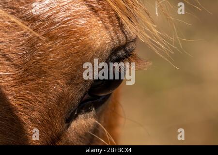 Cavallo. Dettaglio occhio bello cavallo giovane.giovane cavallo, uno stallone di un anno e mezzo Foto Stock