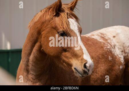 Giovane, uno stallone di un anno e mezzo nel paddock in una fattoria Foto Stock