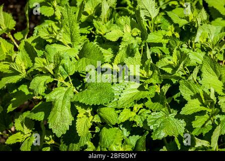 Balsamo di limone (Melissa officinalis) in un giardino Foto Stock