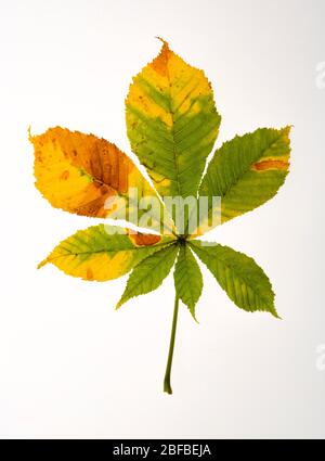 Castagno autunno foglia (Castanea), Austria Foto Stock