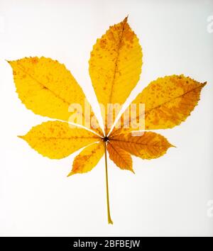 Foglie di castagno giallo (Castanea), Austria Foto Stock