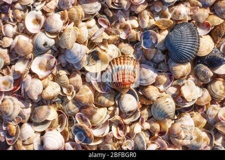 Le colorate conchiglie sulla spiaggia possono essere utilizzate come sfondo Foto Stock