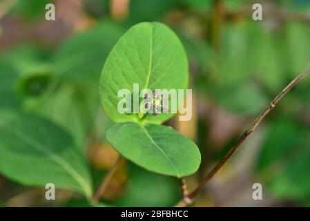 Tromba Honeysuckle (Lonicera sempervirens) gemme in crescita in una giornata di primavera soleggiata. Foto Stock