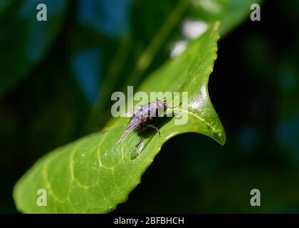 Una casa-mosca brillante (Mocca domestica) seduta su una foglia verde brillante in un giardino. Foto Stock