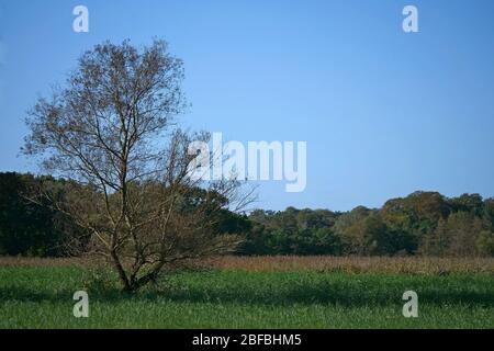 Albero solcato su un prato di canna Foto Stock