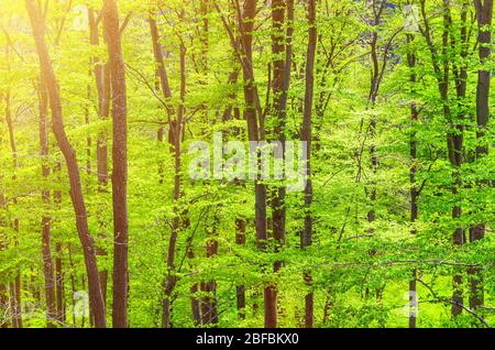 Faggi con foglie verdi su rami in legno di foresta di folto fogliame Slavkov vicino Karlovy Vary (Carlsbad) città, Boemia occidentale, Repubblica Ceca Foto Stock