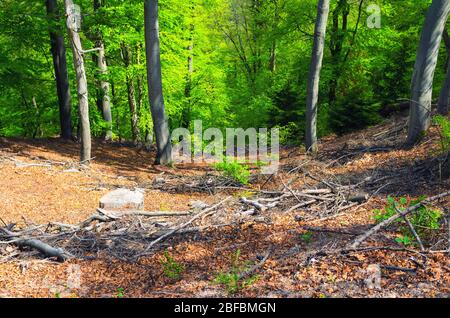 Faggi con foglie verdi su rami in legno di foresta di folto fogliame Slavkov vicino Karlovy Vary (Carlsbad) città, Boemia occidentale, Repubblica Ceca Foto Stock