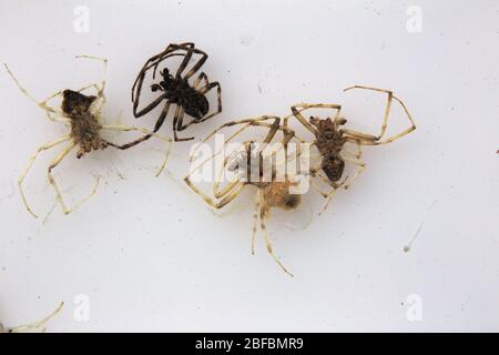 Gruppo di ragni morti (Araneus quadratus, il tessere delle orb a quattro punti), su sfondo bianco. Foto Stock