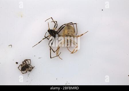 Gruppo di ragni morti (Araneus quadratus, il tessere delle orb a quattro punti), su sfondo bianco. Foto Stock