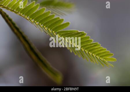 Mimosa perdica foglie sensibili di pianta da vicino. Toccarmi non fern come pianta tropicale. Foto Stock