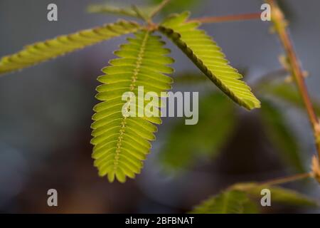 Pianta sensibile primo piano su foglie di mimosa purdica. Toccarmi non pianta tropicale con peddles verde brillante. Foto Stock