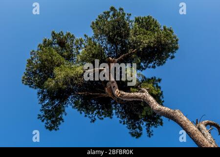 Enorme pino alto sul cielo blu Foto Stock