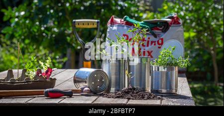 Piantine vegetali in vaso in lattine di stagno di riutilizzo all'esterno su panca da giardino, in giardino soleggiato sfondo. Risparmio di denaro, riciclaggio e riutilizzo per ridurre gli sprechi Foto Stock